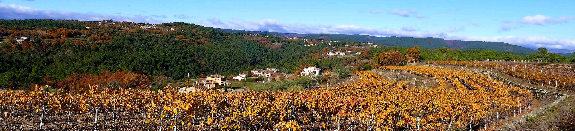 vignoble
         